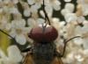 Opesia sp.
